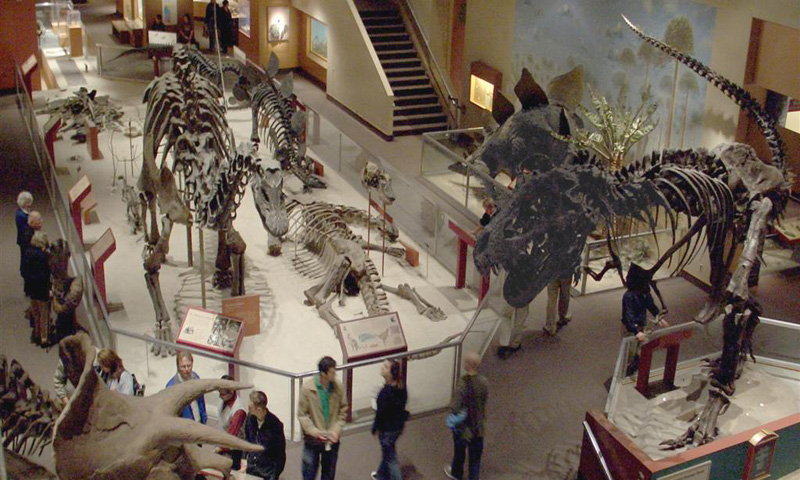 dc_natural_history_dinosaurs_big